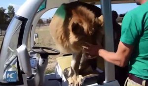 Un lion vient demander des calins dans une voiture de touriste