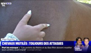 Deux suspects activement recherchés après une nouvelle attaque sur un cheval en Côte-d'Or