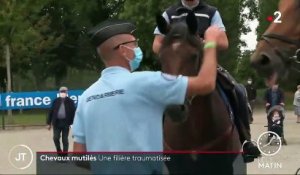 Mutilations de chevaux : en Mayenne, la gendarmerie se mobilise