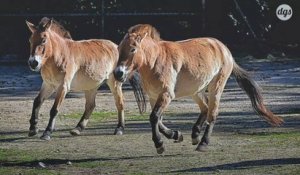 Un cheval de Przewalski, espèce en danger d'extinction, a été cloné pour la première fois