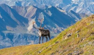 Forages pétroliers en Alaska : le Canada s'oppose au projet qui menace les caribous