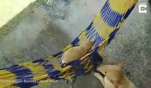 Cette maman chien berce ses chiots dans un hamac