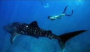 Elle nage avec un requin baleine aux Maldives... images magnifiques