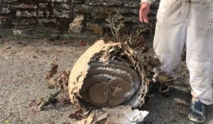 Un énorme nid de frelons asiatiques détruit