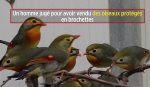 Un homme jugé pour avoir vendu des oiseaux protégés en brochettes