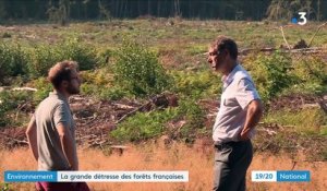 Sécheresse : les forêts françaises, en souffrance, perdent leur valeur