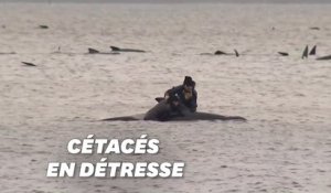 En Australie, les autorités à pied d'œuvre pour sauver près de 200 dauphins-pilotes