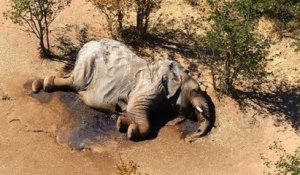 Au Bostwana, l'origine de la mort de centaines d'éléphants enfin dévoilée