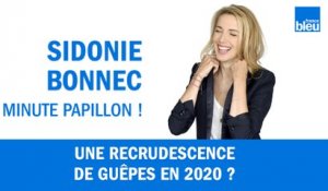 Y-a-t-il une recrudescence de guêpes agressives en 2020 ?