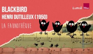 Dutilleux : Blackbird - La Faunothèque