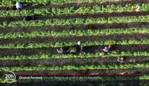 Viticulture : la Belgique veut concurrencer la France