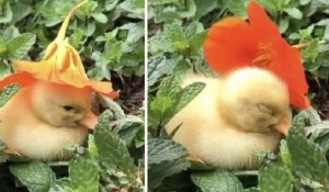 Cette vidéo attendrissante d'un caneton qui s'endort sous une fleur est devenue virale