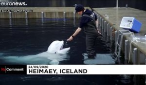 Islande : le goût de la liberté pour deux bélugas