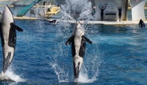Fin des cétacés en captivité : les réactions des parcs marins concernés