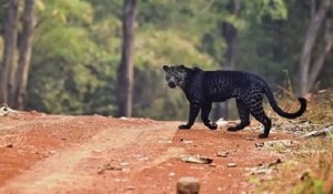 Un léopard noir rare a été pris en photo en train de chasser dans un parc national indien