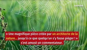 États-Unis : une toile d'araignée géante fascine et effraie les internautes