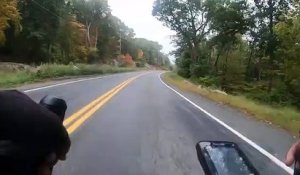 Une biche traverse devant un cycliste