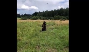 Hilarant : quand un ours chasse un drone