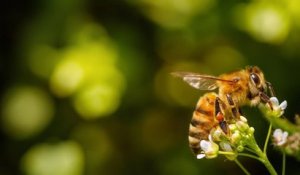 Néonicotinoïdes : les députés votent le retour de l'insecticide «tueur d'abeilles» pour sauver la filière sucrière