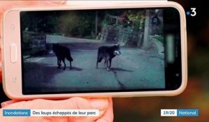 Tempête Alex : des loups se sont échappés d'un parc près de Saint-Martin-Vésubie