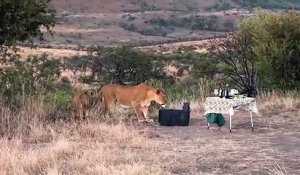 Des lions viennent partager le diner de touristes