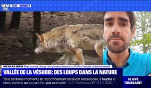 A-t-on des nouvelles des loups échappés de la Vallée de Vésubie ? - BFMTV répond à vos questions
