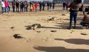 Des phoques relâchés sur la plage de Calais.