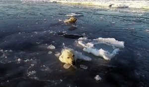 Ces ours polaires tentent de chasser un drone en se cachant sous la glace
