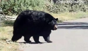Un ours un peu trop gourmand...