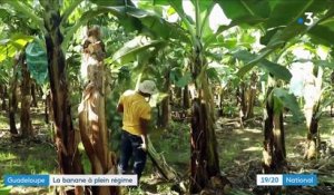 Guadeloupe : la banane échappe à la crise