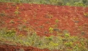 Cœur Outre-mer - Nouvelle-Calédonie : la forêt s'assèche