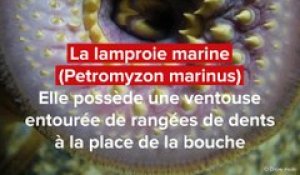 Le top 15  des animaux  et insectes  les plus effrayants