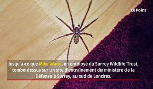 Royaume-Uni : une araignée rarissime découverte sur une base militaire