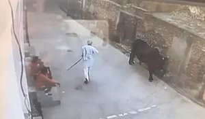 Il frappe un taureau avec un bâton et se fait corriger