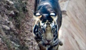En Inde, un photographe a capturé le cliché d'un tigre noir extrêmement rare