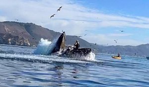 Californie : ces deux kayakistes englouties par une baleine ont eu la peur de leur vie