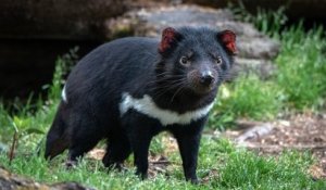 Des diables de Tasmanie ont vu le jour sur le continent australien, 3 000 ans après leur disparition