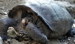 Galápagos : la tortue géante découverte en 2019 appartient à une espèce déclarée éteinte