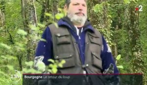 Saône-et-Loire : le retour du loup inquiète les éleveurs d'ovins