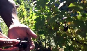 La Réunion - Le vin de cilaos