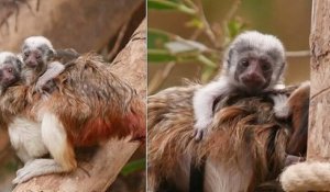 Des jumeaux de l'espèce de singe la plus menacée du monde sont nés en Normandie