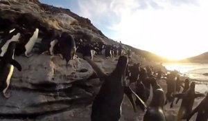 Arriverez-vous à bout de l'énigme des 10 pingouins
