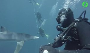 Un requin vient faire un petit bisous à un plongeur
