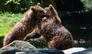 Une sixième portée d'oursons dans les Pyrénées pour l'année 2020
