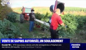 Vente de sapins autorisée, un soulagement - 11/11