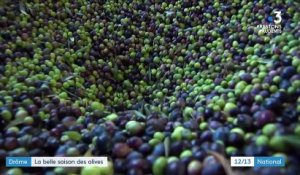 Drôme : 2020, une belle année pour la récolte des olives