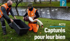 Grippe aviaire en Europe : Bruges confine ses 120 cygnes