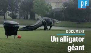 Floride : un énorme alligator se balade sur un terrain de golf