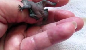 Quoi de plus mignon qu'un bébé chauve souris qui a le hoquet