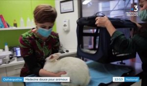 Ostéopathie : soigner les animaux par la médecine douce